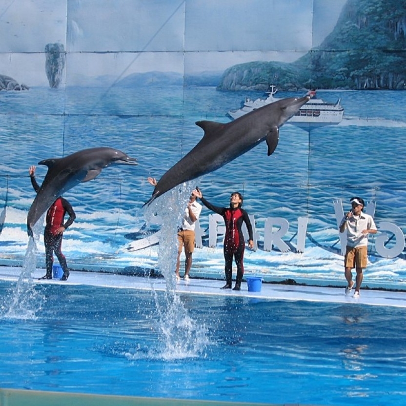 Dolphin Show